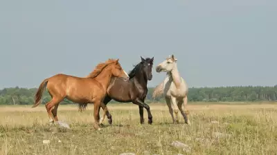 Конные прогулки по окрестностям Кисловодска