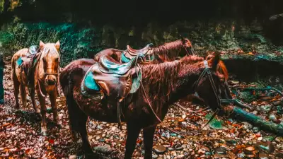 Знакомство с Абхазией + конная прогулка